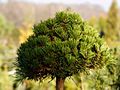 Pinus mugo Klubicko IMG_1928 Sosna kosodrzewina